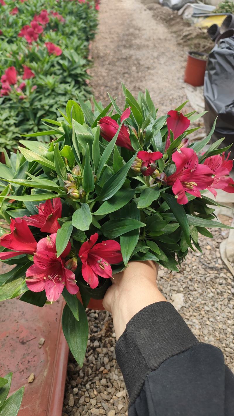 山东六出花基地直销，进口品种，宿根全年开花