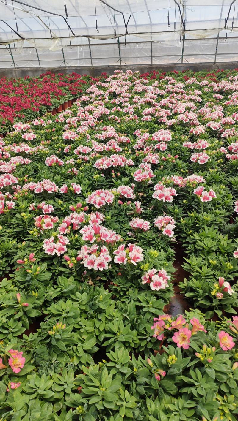 山东六出花基地直销，进口品种，宿根全年开花