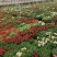 山东六出花基地直销，进口品种，宿根全年开花