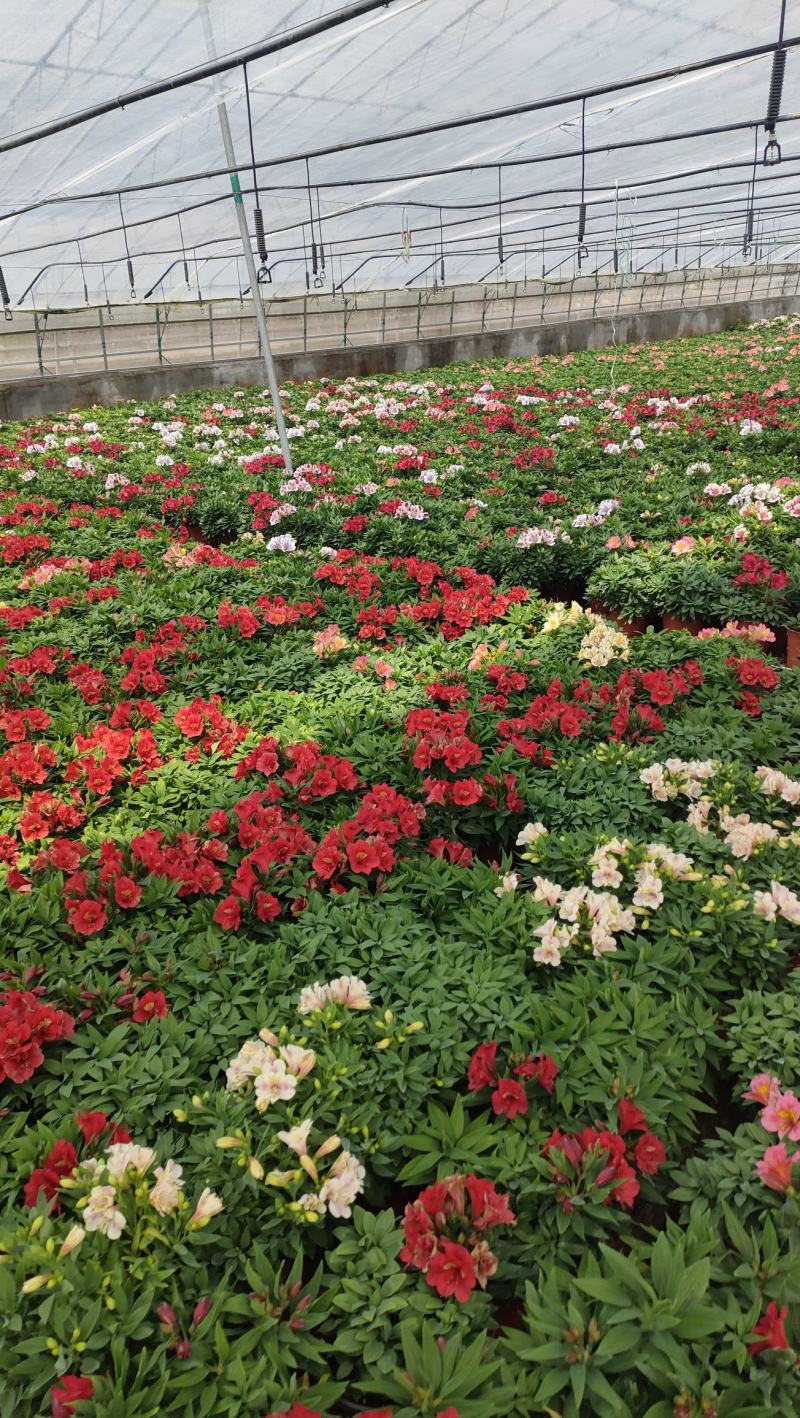 山东六出花基地直销，进口品种，宿根全年开花