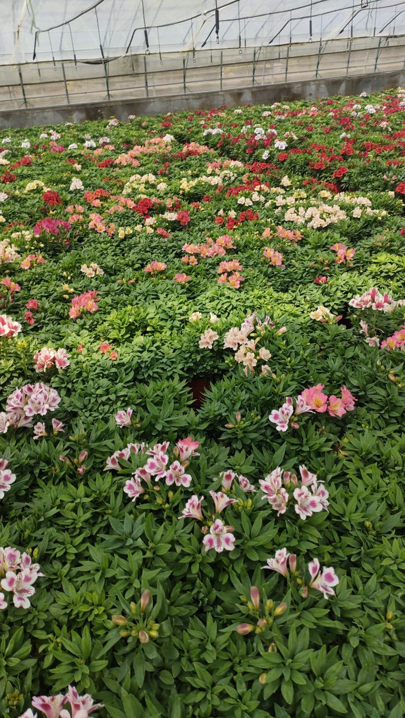 山东六出花基地直销，进口品种，宿根全年开花