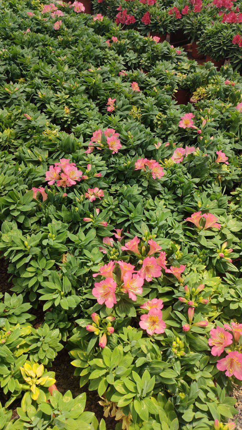 山东六出花基地直销，进口品种，宿根全年开花