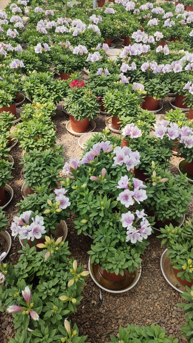 山东六出花基地直销，进口品种，宿根全年开花