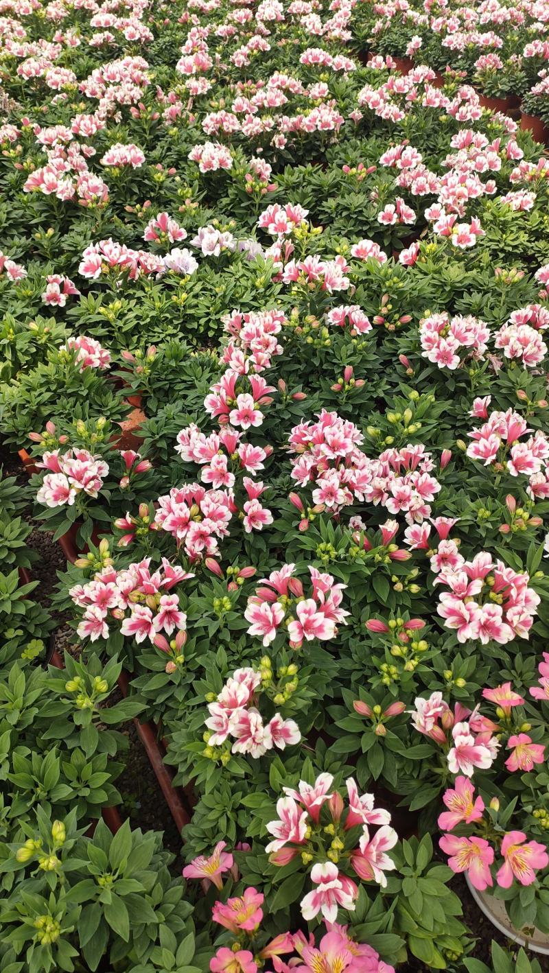 山东六出花基地直销，进口品种，宿根全年开花