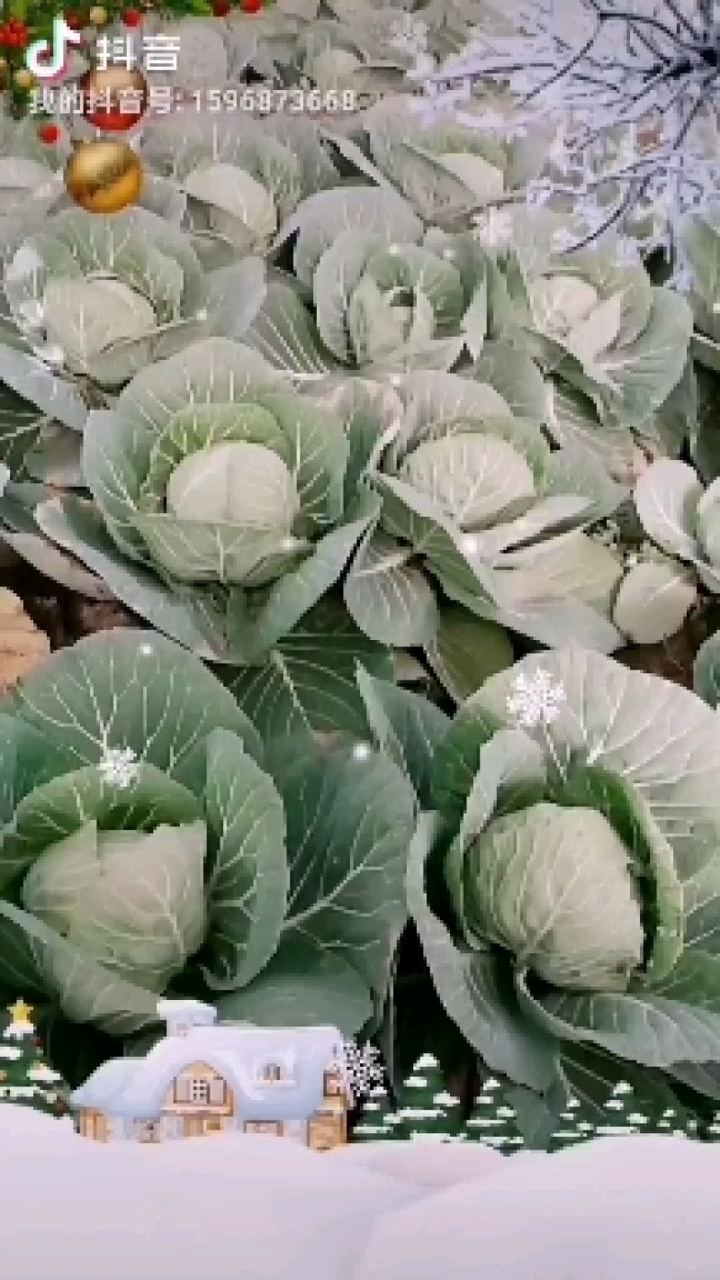 甘蓝