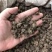 云南中药材猫爪草水洗猫抓草猫抓儿草500g包邮