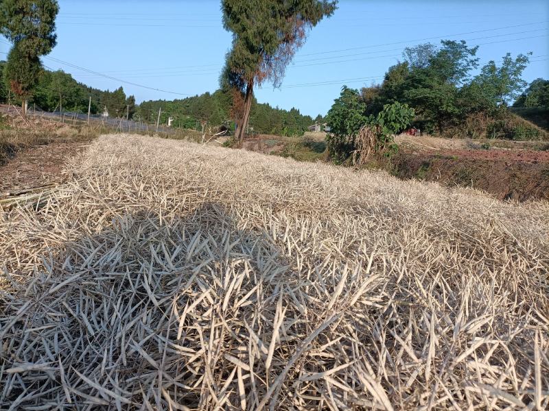 油菜籽