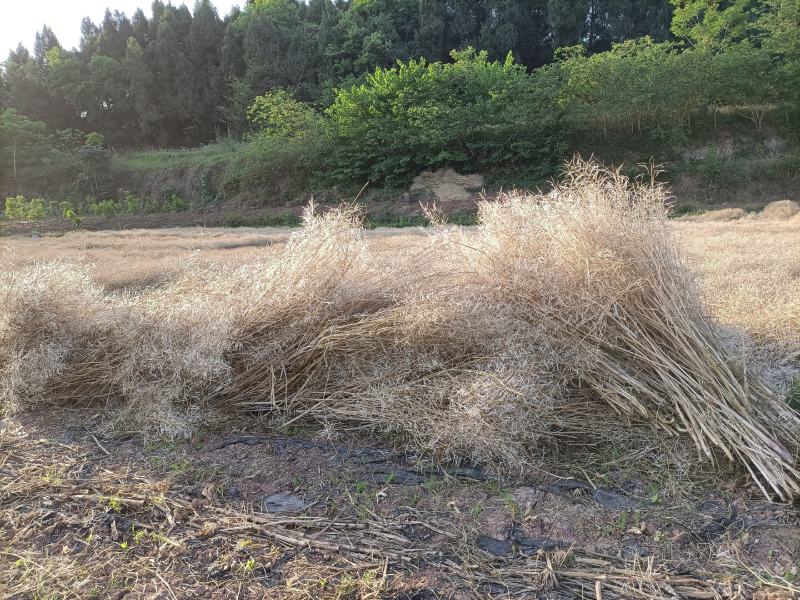 油菜籽