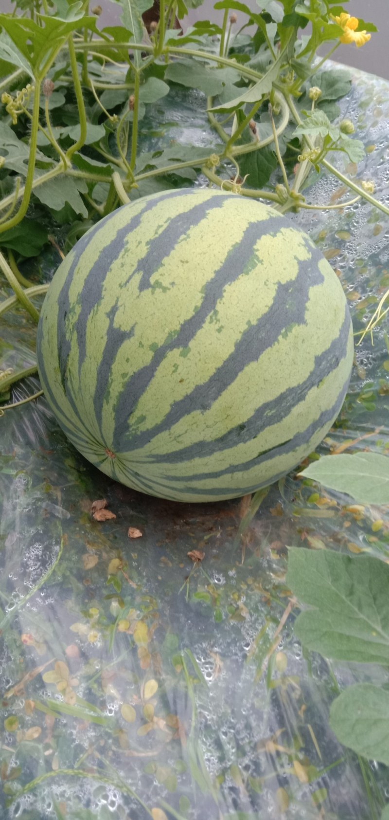 8424西瓜，全自生苗，美都西瓜，又甜又脆