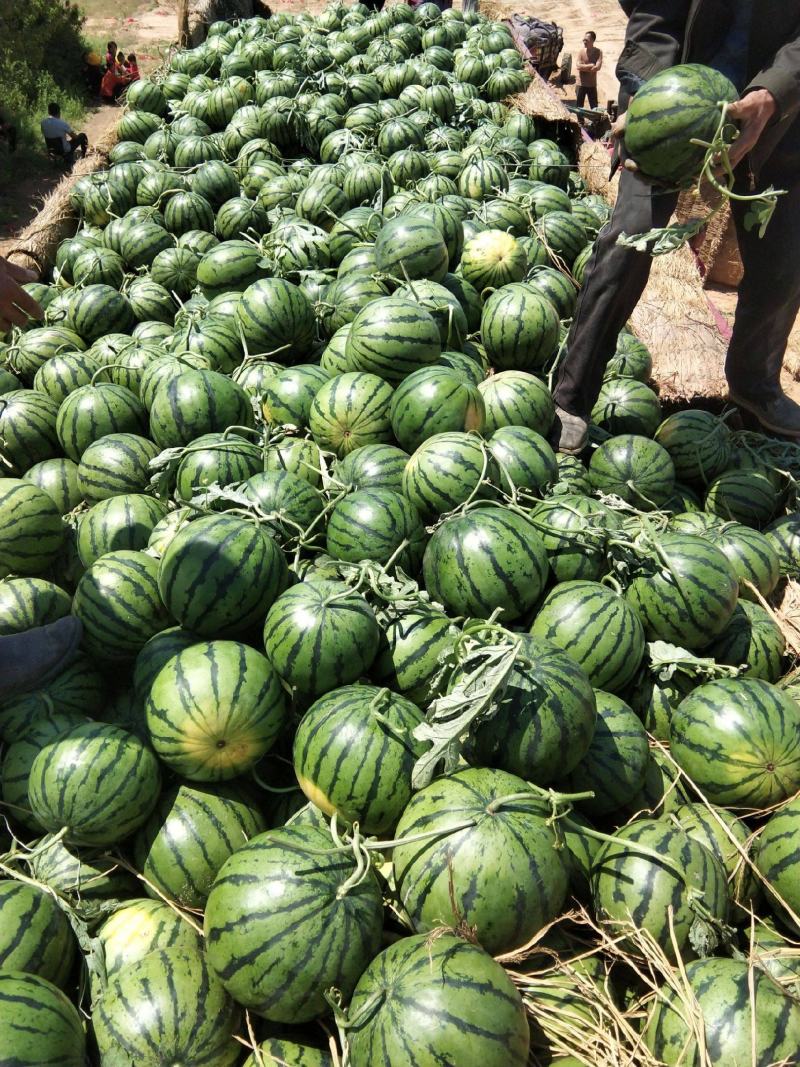 山东大棚西瓜大量上市，包熟包甜，品种齐全，货源充足