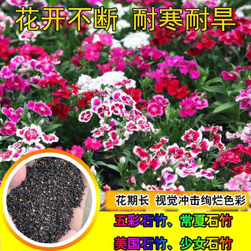 五彩石竹种子常夏石竹花种欧石竹种子少女石竹美国石竹多年生