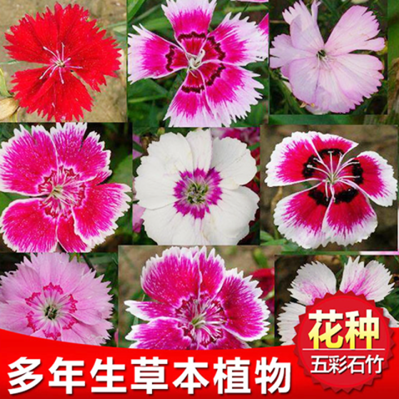五彩石竹种子常夏石竹花种欧石竹种子少女石竹美国石竹多年生