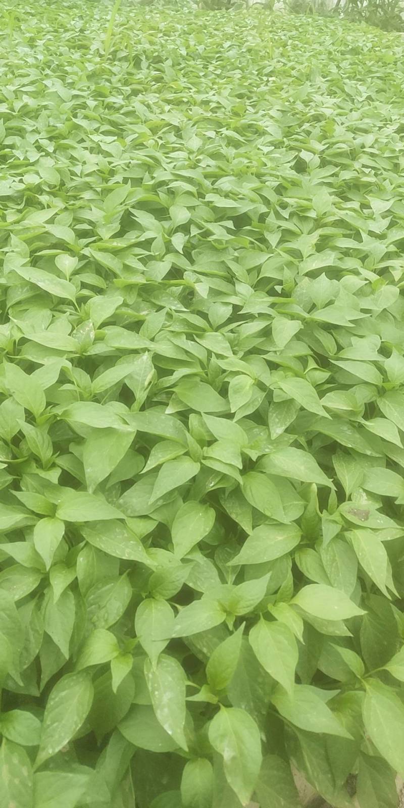 软皮8号线椒苗，苗壮根好。