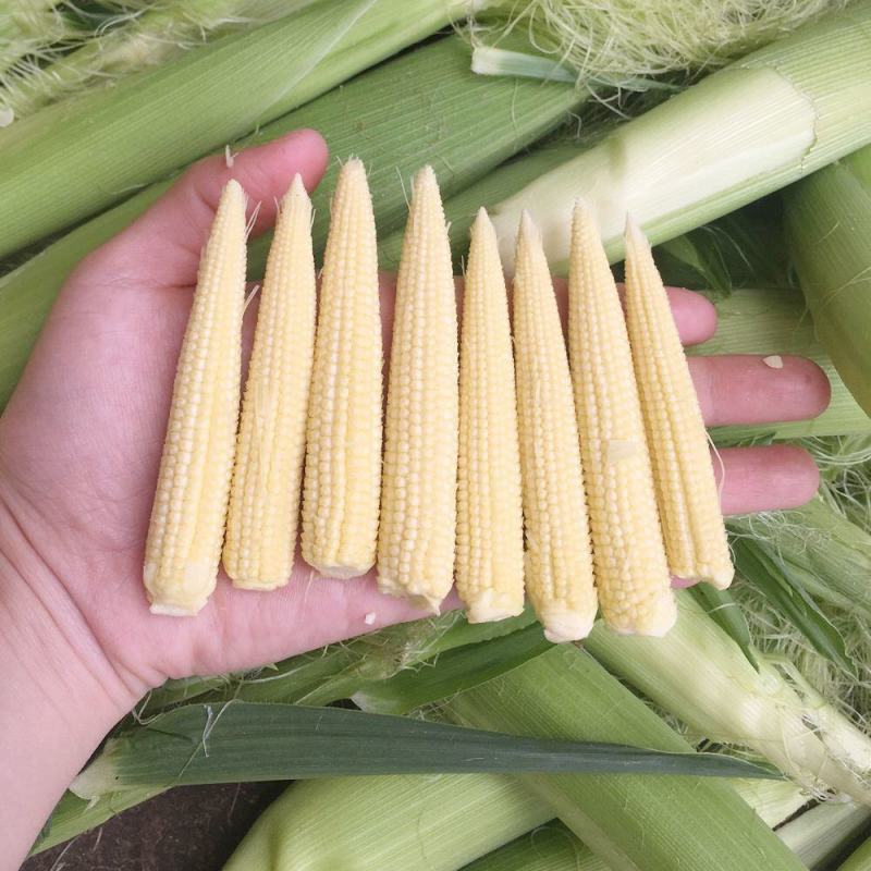 玉米笋新鲜现摘小玉米芯仔迷你水果玉米笋食材包邮。