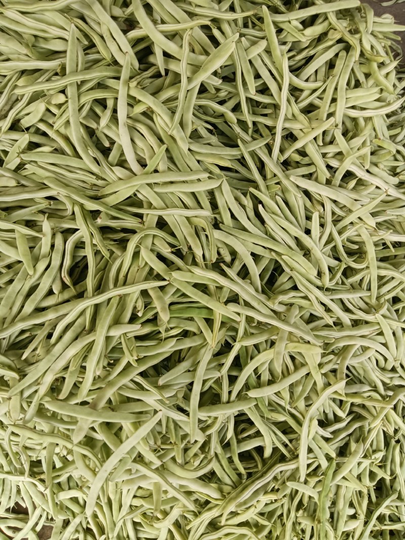 白不老芸豆大量上市中