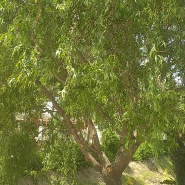 风景树龙须柳
