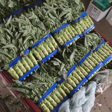 精品莴苣