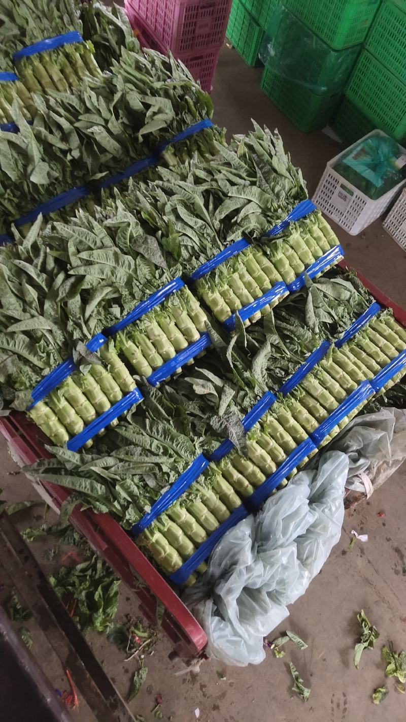 精品莴苣