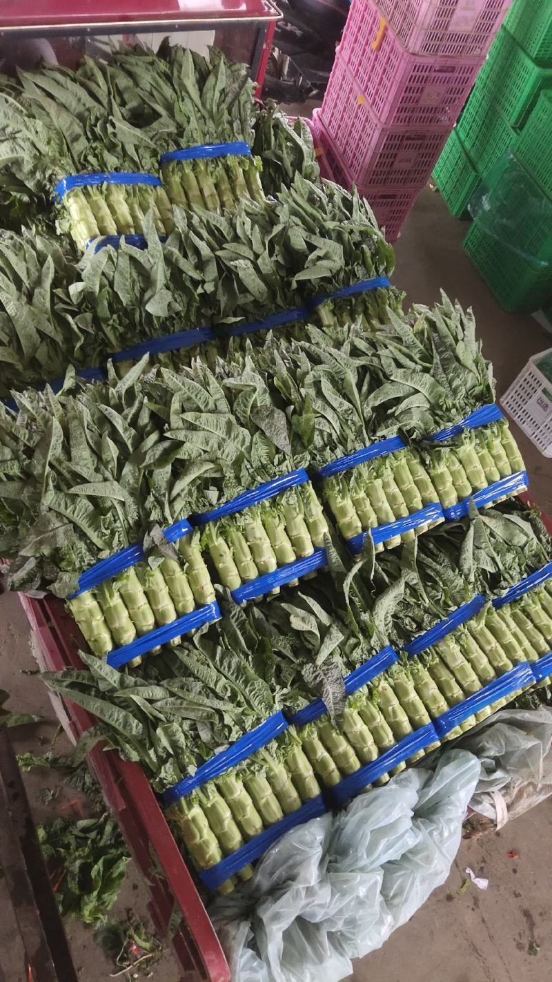 精品莴苣