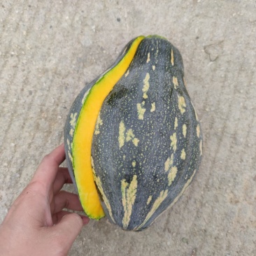 高山坡地香芋南瓜批量上市