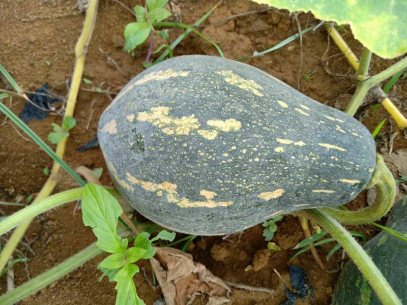 高山坡地香芋南瓜批量上市