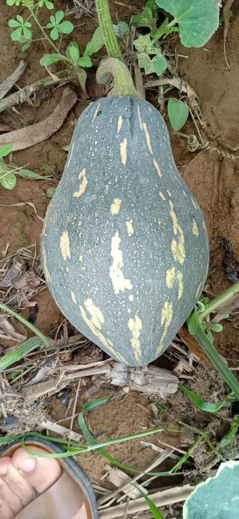 高山坡地香芋南瓜批量上市