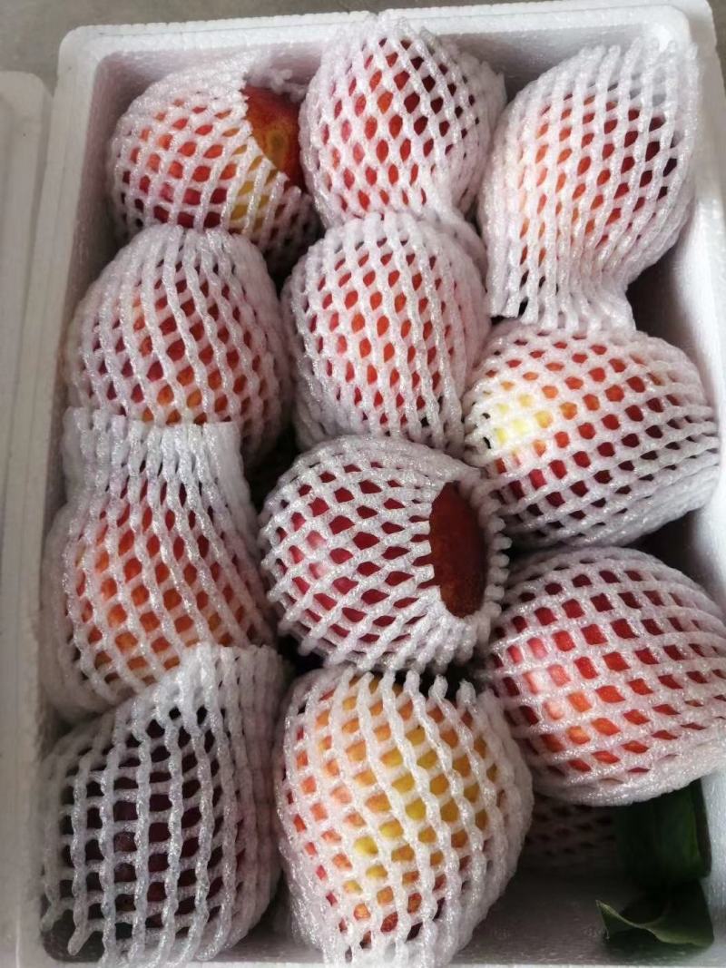 中油4号油桃