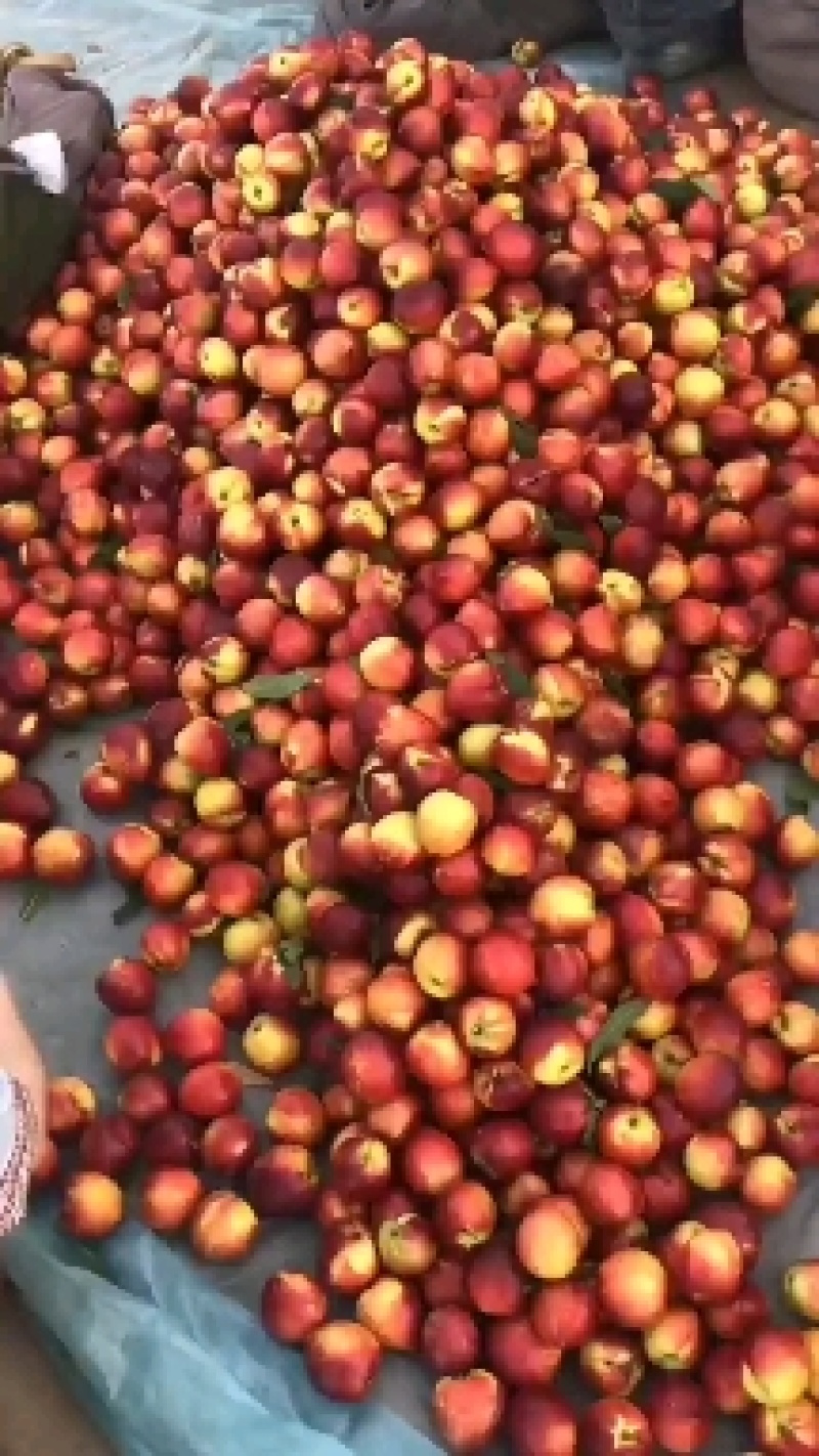 山西中油4号油桃基地，现在大量上市，有需要的前来选购