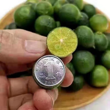 进口金桔，香水柠檬新鲜出炉