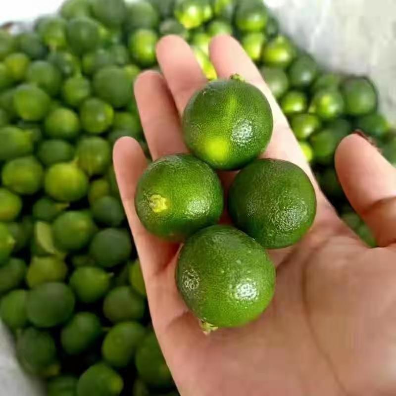 进口金桔，香水柠檬新鲜出炉