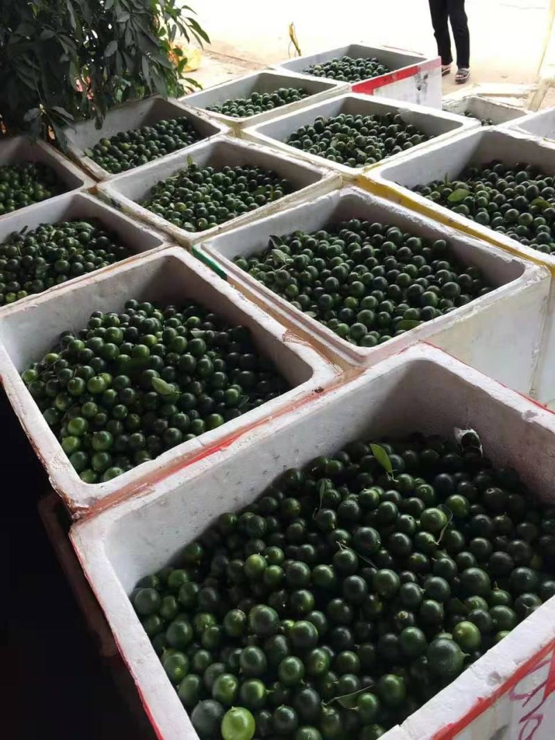 进口金桔，香水柠檬新鲜出炉