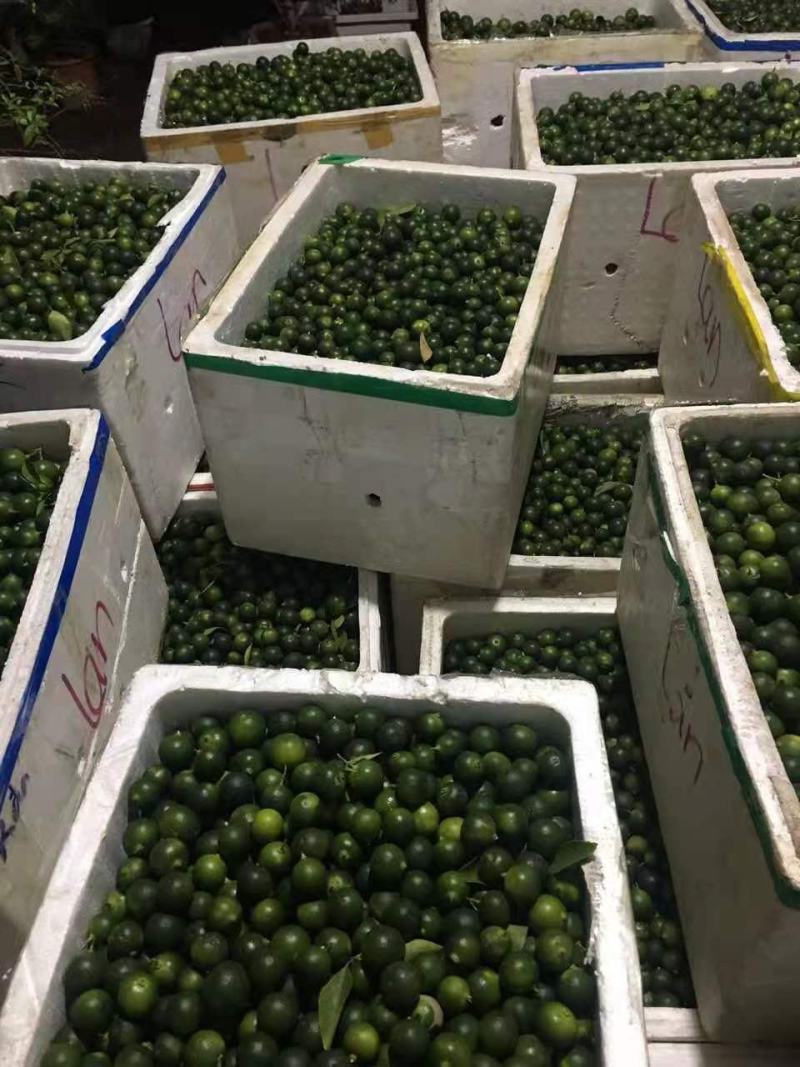进口金桔，香水柠檬新鲜出炉