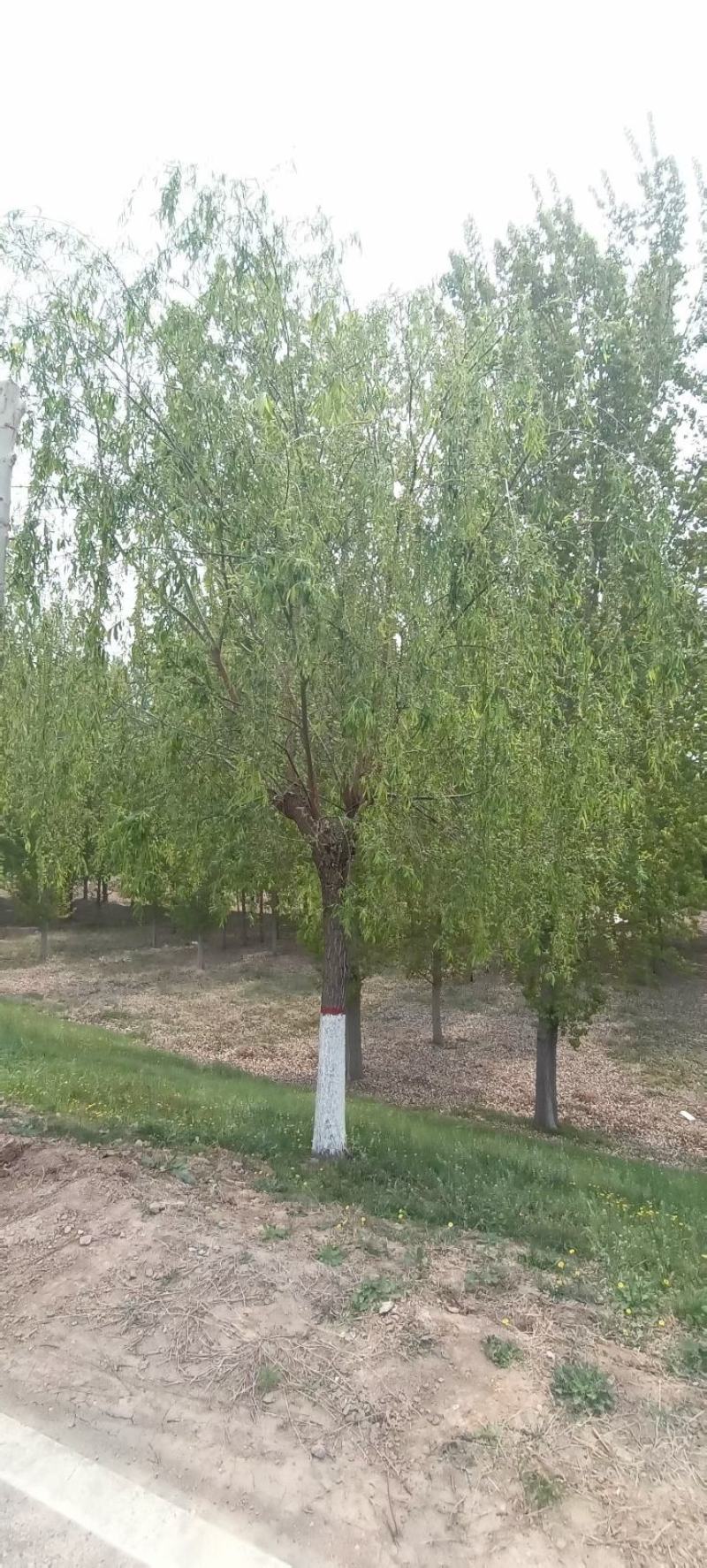 彩叶杞柳，园林景观彩色树种，绿篱用苗，苗圃一手货源