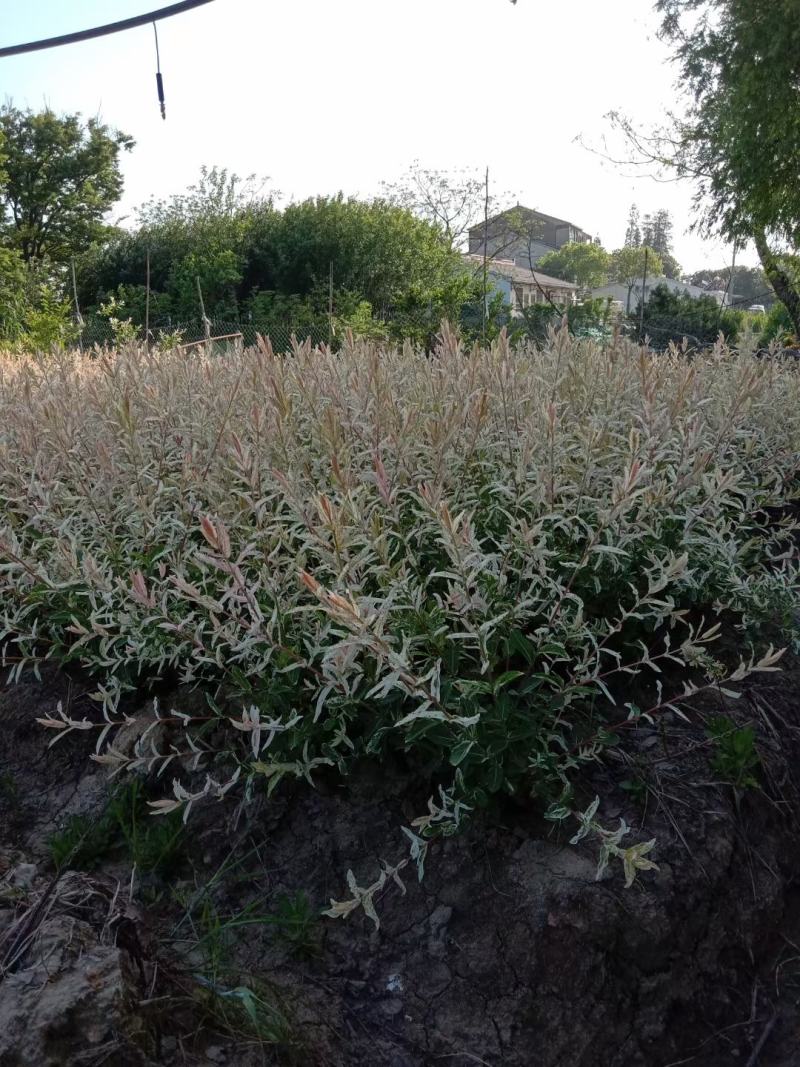 彩叶杞柳，园林景观彩色树种，绿篱用苗，苗圃一手货源