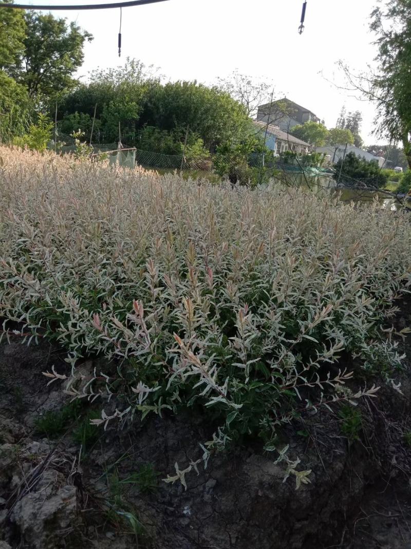 彩叶杞柳，园林景观彩色树种，绿篱用苗，苗圃一手货源