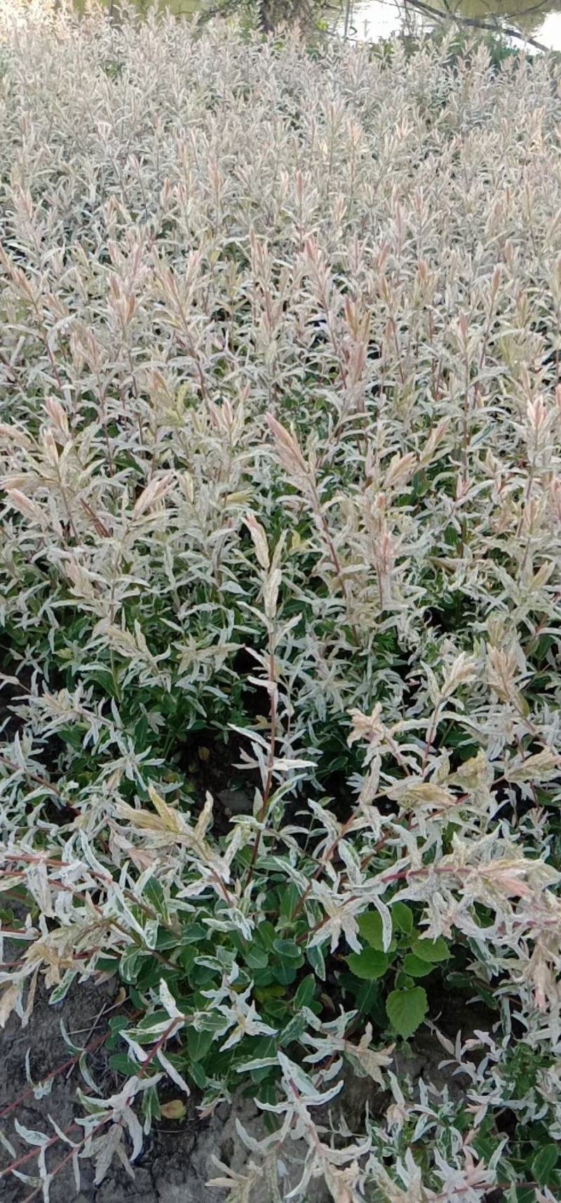 彩叶杞柳，园林景观彩色树种，绿篱用苗，苗圃一手货源