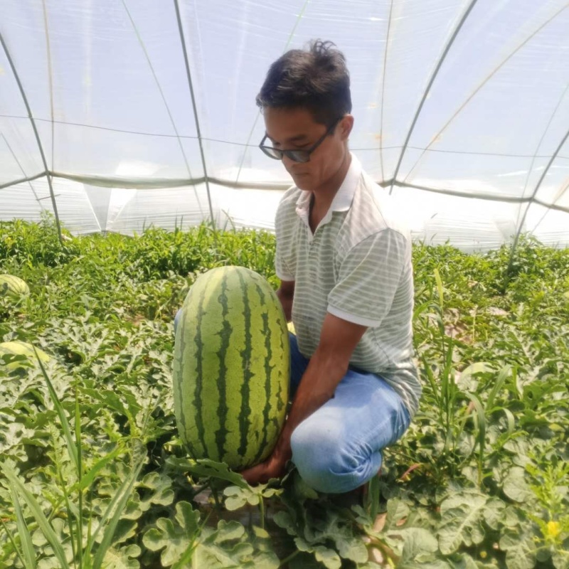 无籽西瓜10斤打底9成熟1茬瓜中之精品战斗机