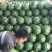 无籽西瓜10斤打底9成熟1茬瓜中之精品战斗机