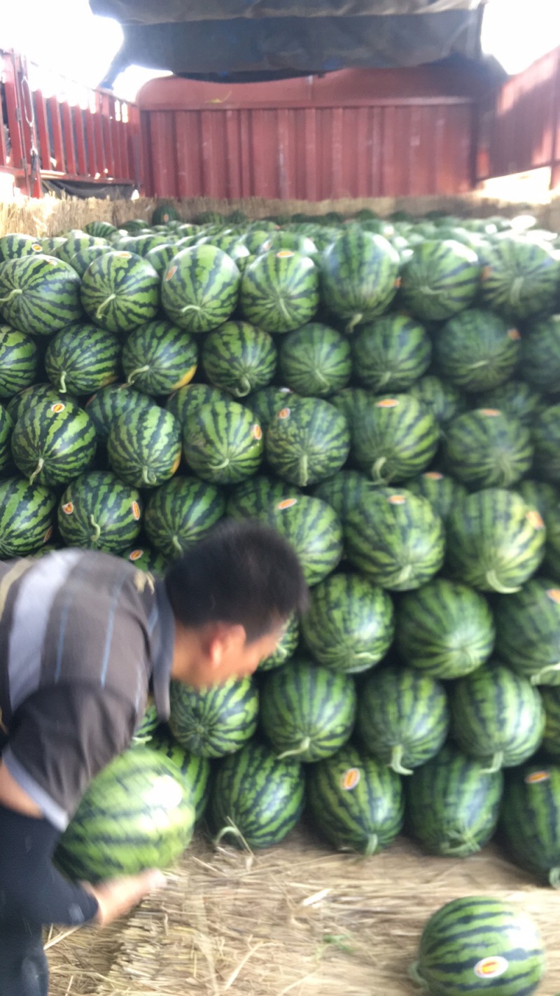 无籽西瓜10斤打底9成熟1茬瓜中之精品战斗机
