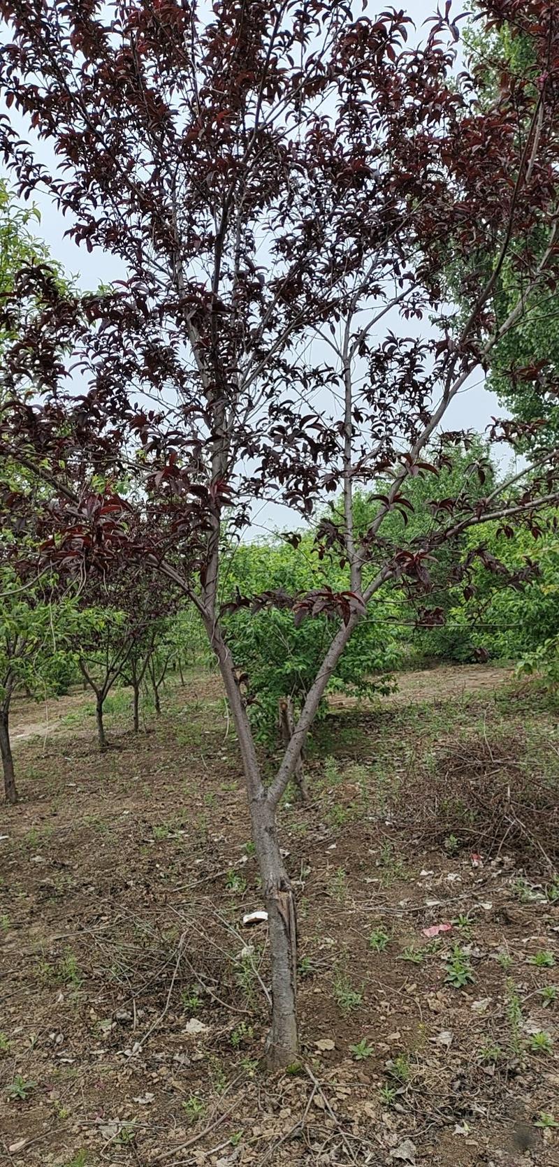 红叶碧桃，也叫紫叶碧桃，园林景观优选，苗圃一手货源