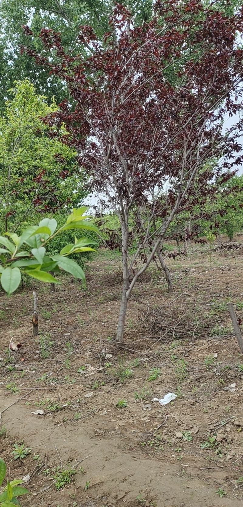 红叶碧桃，也叫紫叶碧桃，园林景观优选，苗圃一手货源