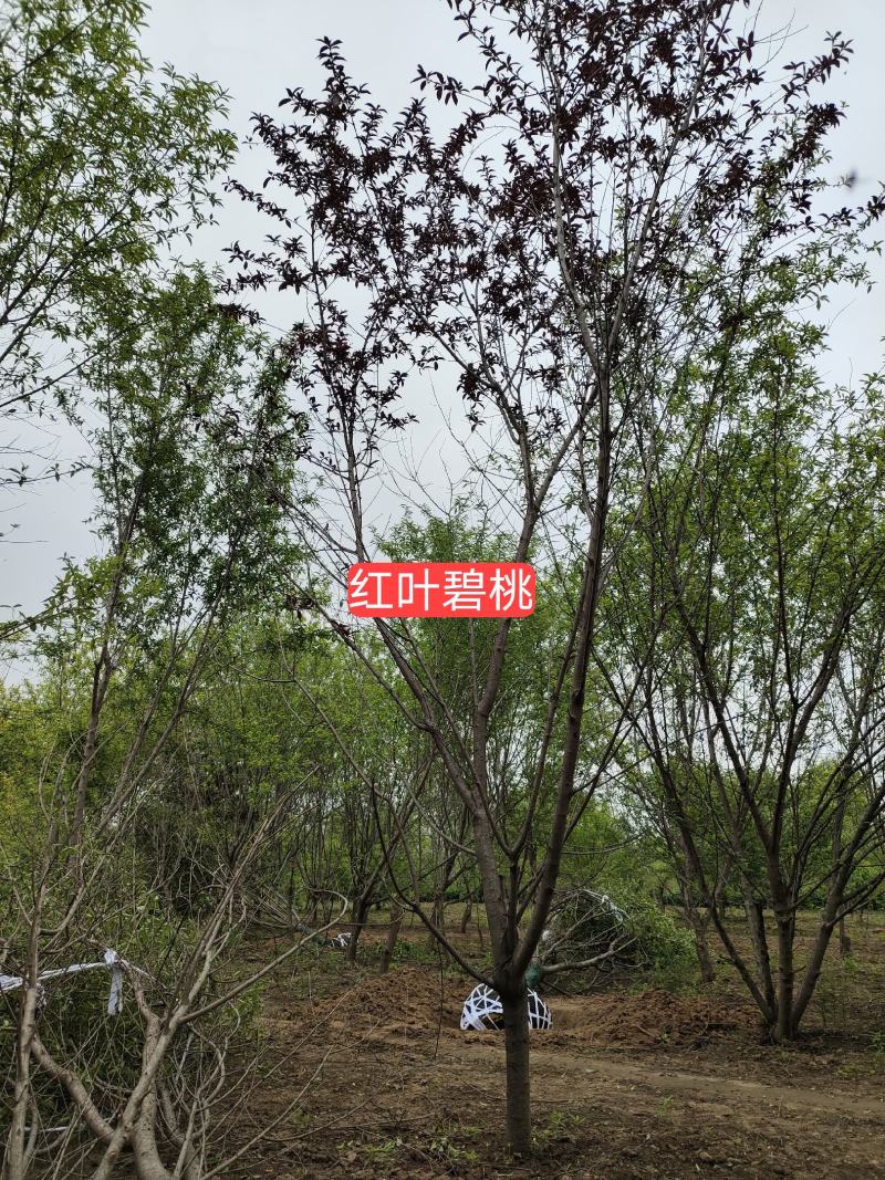 红叶碧桃，也叫紫叶碧桃，园林景观优选，苗圃一手货源