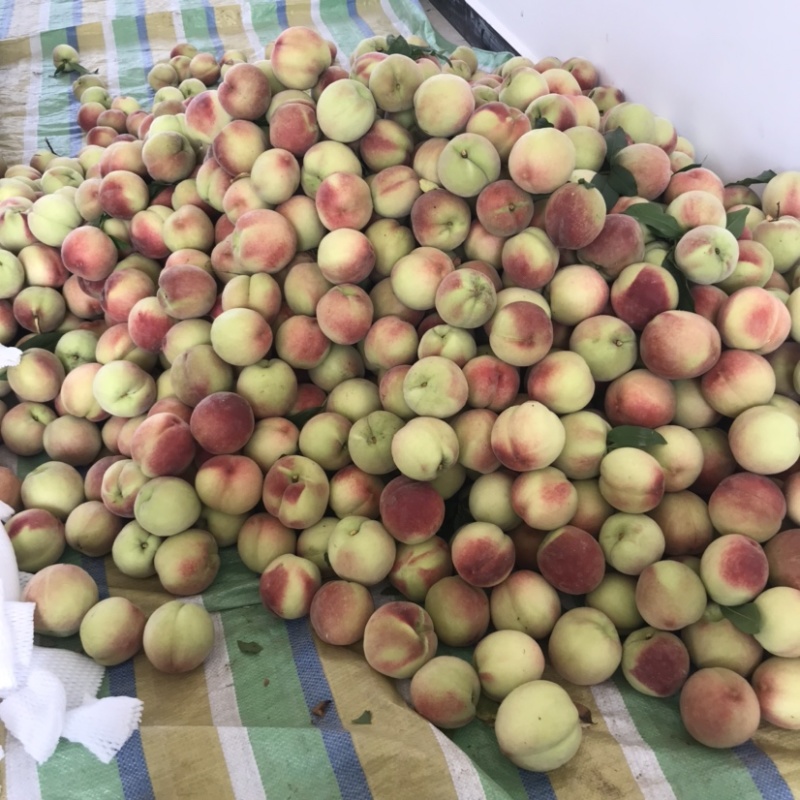 突围桃子红不软小红桃曙光油桃518桃子大量上市