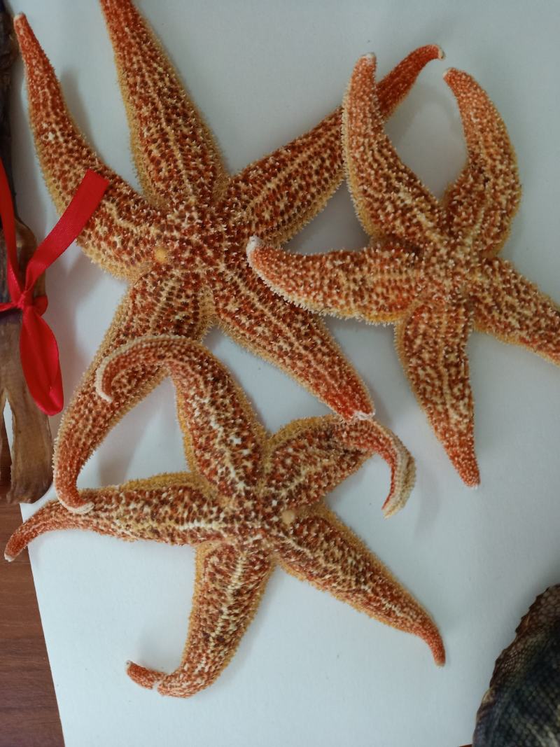 实图拍摄北海特色袋装泡酒料海宝量大从优