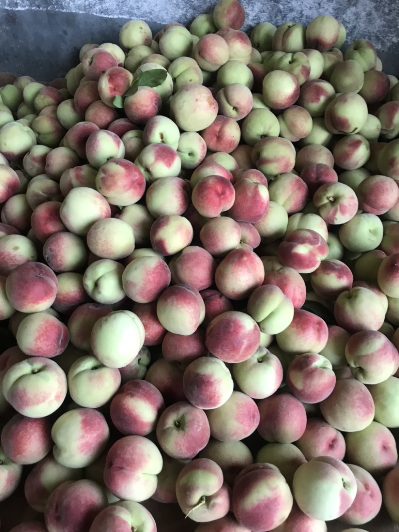 红不软桃子突围桃水蜜桃曙光油桃518桃子大量上市