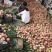 红不软桃子突围桃水蜜桃曙光油桃518桃子大量上市