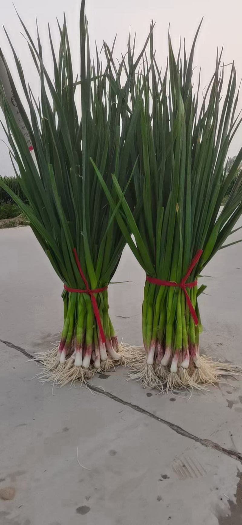 安阳内黄蒜苗大量上市，一手货源，产地直供，量大价优