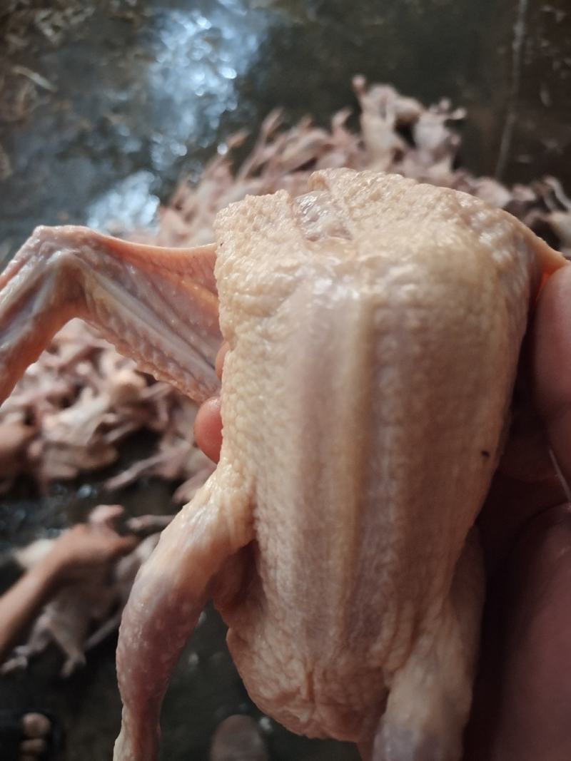鸽子，乳鸽，保证一手货源，白鸽基地直供，可长期合作。