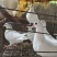 鸽子，乳鸽，保证一手货源，白鸽基地直供，可长期合作。