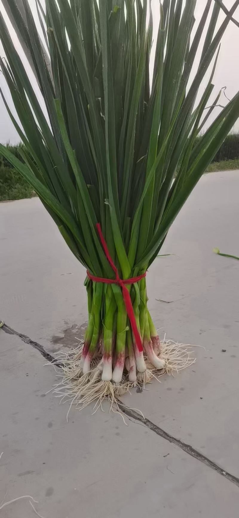 安阳内黄蒜苗大量上市，一手货源，产地直供，量大价优